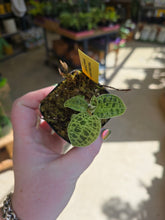 Load image into Gallery viewer, 2" Macodes Petola