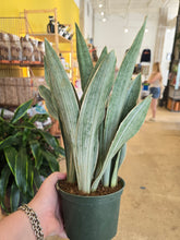 Load image into Gallery viewer, 6" Sayuri Snake Plant