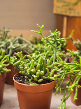 Load image into Gallery viewer, 2" Rhipsalis