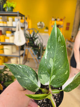 Load image into Gallery viewer, 4" Philodendron White Princess