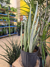 Load image into Gallery viewer, 10" Bantel Sensation Snake Plant