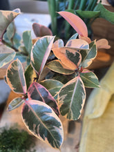 Load image into Gallery viewer, 10" Ficus Ruby