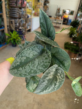 Load image into Gallery viewer, 4" Satin Pothos