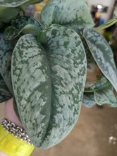 Load image into Gallery viewer, 4" Satin Pothos