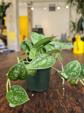 Load image into Gallery viewer, 4" Satin Pothos