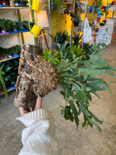 Load image into Gallery viewer, Small Mounted Plant