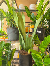 Load image into Gallery viewer, snake plant moonshine