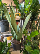 Load image into Gallery viewer, snake plant moonshine