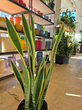Load image into Gallery viewer, snake plant silver laurentii leaves