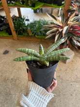 Load image into Gallery viewer, starfish snake plant