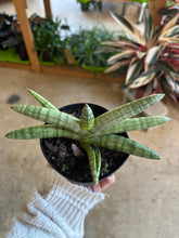 Load image into Gallery viewer, starfish snake plant leaves
