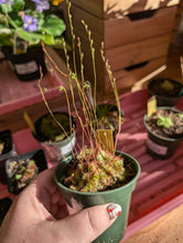 Load image into Gallery viewer, sundew blooms