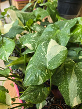 Load image into Gallery viewer, thai constellation monstera plant