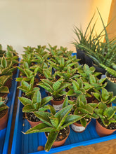 Load image into Gallery viewer, lady gaga snake plants