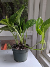 Load image into Gallery viewer, 4&quot; Golden Pothos
