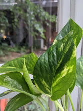 Load image into Gallery viewer, 4&quot; Golden Pothos
