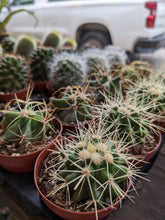 Load image into Gallery viewer, 2" Cactus & Succulent