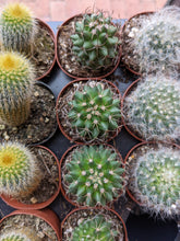 Load image into Gallery viewer, 2" Cactus & Succulent