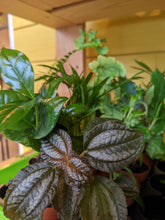 Load image into Gallery viewer, 2" Tropical Foliage