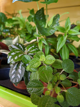 Load image into Gallery viewer, 2" Tropical Foliage