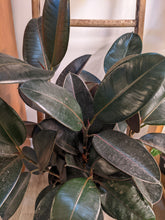 Load image into Gallery viewer, 10&quot; Ficus elastica
