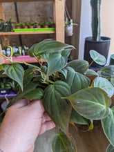 Load image into Gallery viewer, 4" Philodendron Micans
