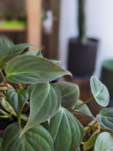 Load image into Gallery viewer, 4" Philodendron Micans