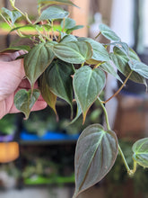 Load image into Gallery viewer, 4" Philodendron Micans