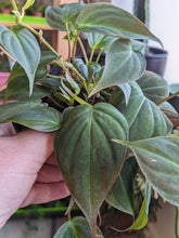 Load image into Gallery viewer, 4" Philodendron Micans