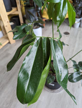 Load image into Gallery viewer, 10&quot; Philodendron Goeldii
