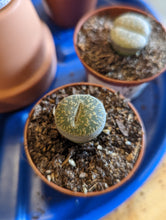 Load image into Gallery viewer, 2" Lithops