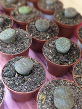Load image into Gallery viewer, 2" Lithops