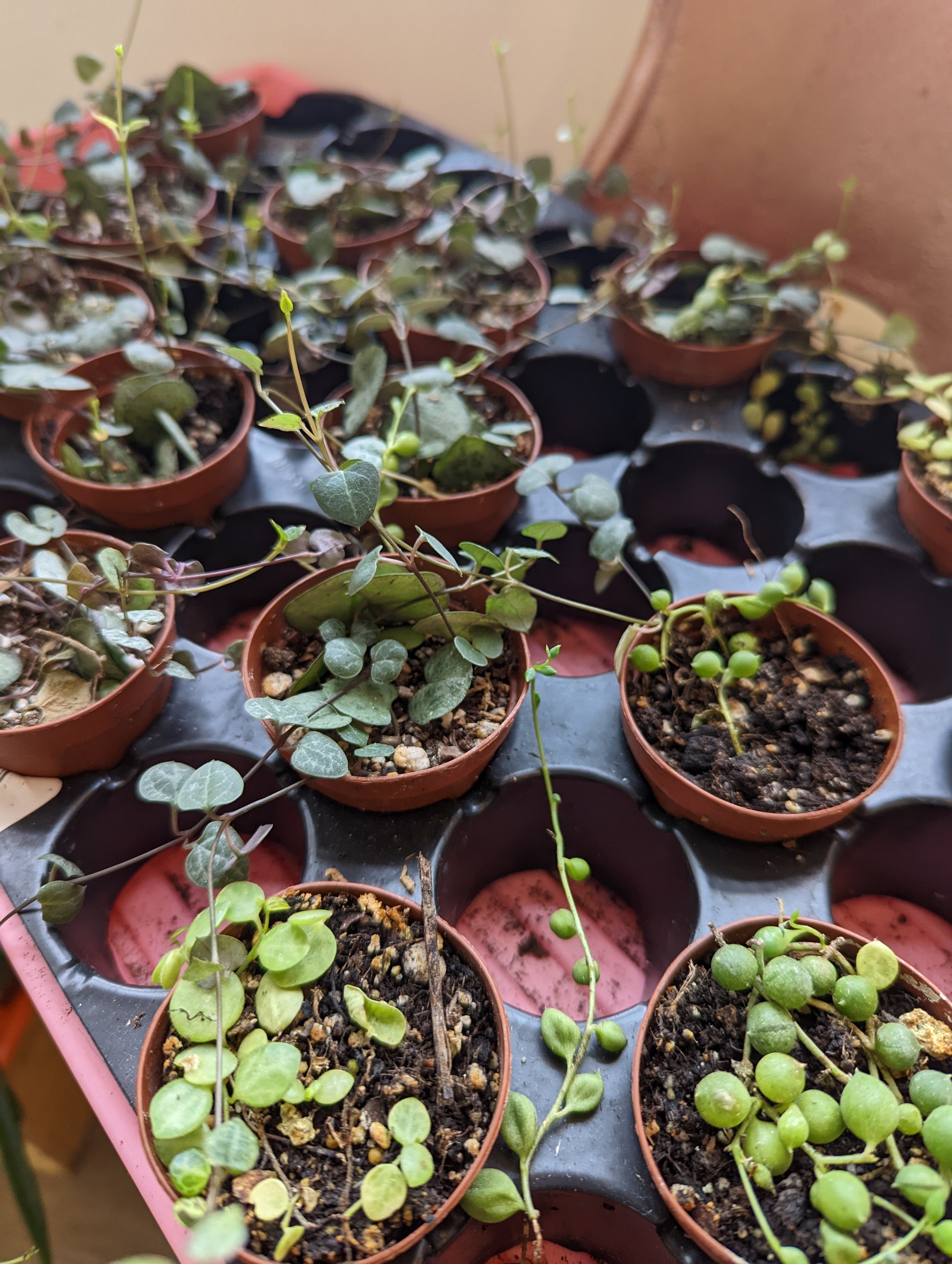 2" Strings of Things Copperline Plant Co.