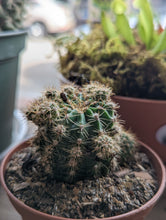 Load image into Gallery viewer, 3" Cacti (asst.)