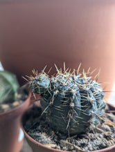 Load image into Gallery viewer, 3" Cacti (asst.)