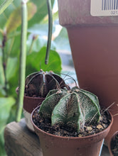 Load image into Gallery viewer, 3" Cacti (asst.)