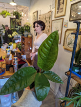 Load image into Gallery viewer, 4" Anthurium Superbum