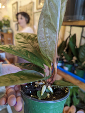 Load image into Gallery viewer, 4" Anthurium Superbum