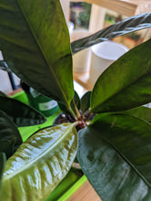 Load image into Gallery viewer, 4" Anthurium Superbum