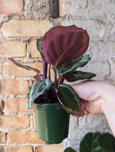 Load image into Gallery viewer, 4" Calathea (asst.)