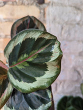 Load image into Gallery viewer, 4" Calathea (asst.)