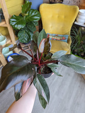 Load image into Gallery viewer, 6" Philodendron Pink Princess