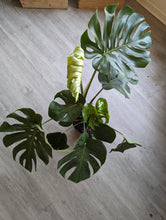 Load image into Gallery viewer, 8" Monstera deliciosa