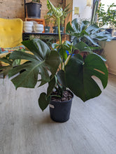 Load image into Gallery viewer, 8" Monstera deliciosa