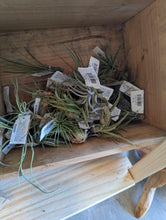 Load image into Gallery viewer, Small Air Plant