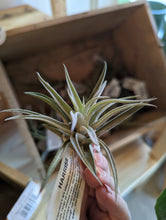 Load image into Gallery viewer, Small Air Plant