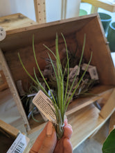 Load image into Gallery viewer, Small Air Plant