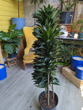 Load image into Gallery viewer, dracaena janet craig plant