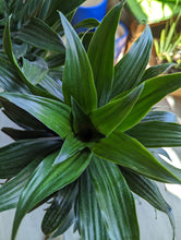 Load image into Gallery viewer, dracaena janet craig leaves