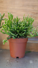 Load image into Gallery viewer, rhipsalis plant